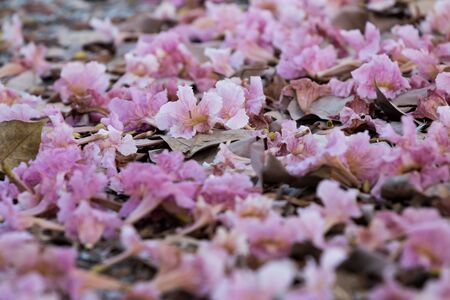 Flower of pink trumpet tree falling on groundの写真素材