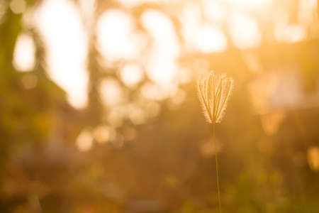 Golden evening on the meadow, rural summer backgroundsの写真素材