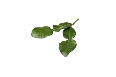 Leaf of bergamot (kaffir lime) isolated on white backgroundの写真素材