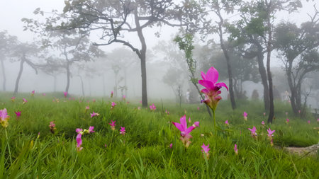 Siam Tulip field with fogの写真素材