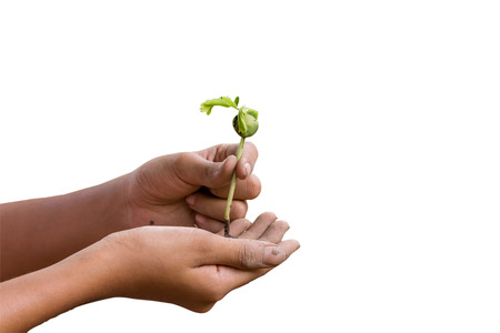 Isolated hands girl holding young plant tree on a white background.Ecology conceptの写真素材