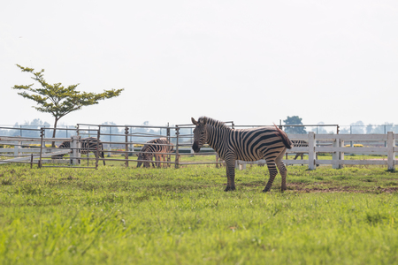 zebra on green grass field full bodyの写真素材