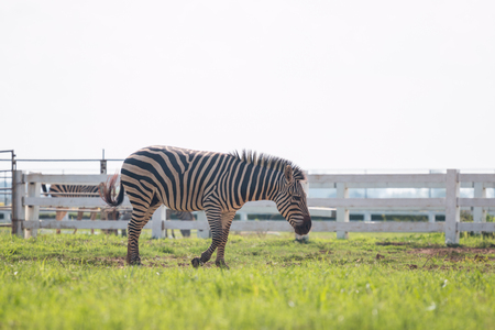 zebra on green grass field full bodyの写真素材