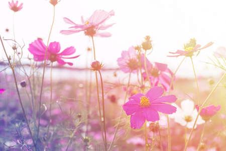 cosmos flower in the garden with vintage filterの写真素材