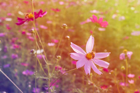 cosmos flower in the garden with vintage filterの写真素材