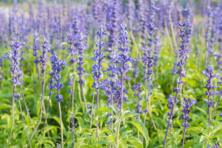 Sunset over a violet lavender fieldの写真素材