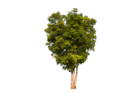 Isolated tree on a white backgroundの写真素材