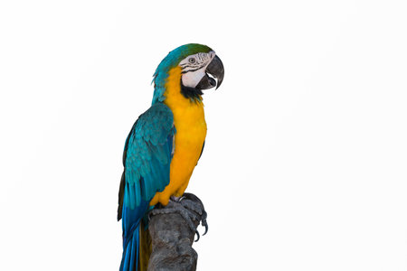 Macaw Parrot isolated on white backgroundの写真素材