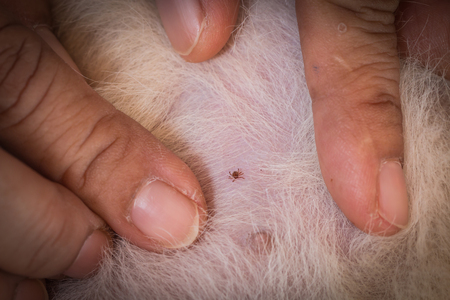 Closeup of mite and fleas infected on dog furの写真素材