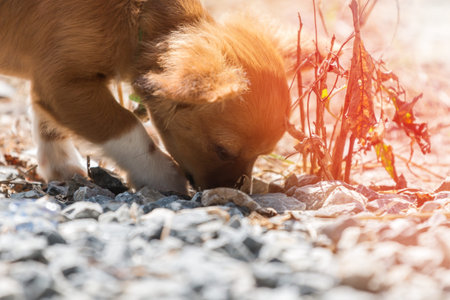 Small dog in the autumn parkの写真素材