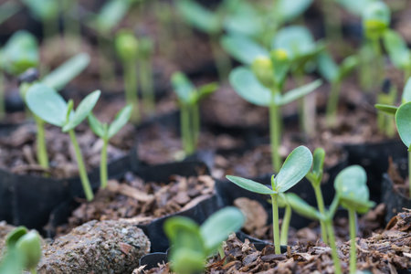 Green sprout growing from seed in soilの写真素材