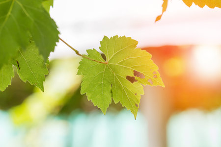 Fresh Green leaf of grape vine on bokeh backgroundの写真素材