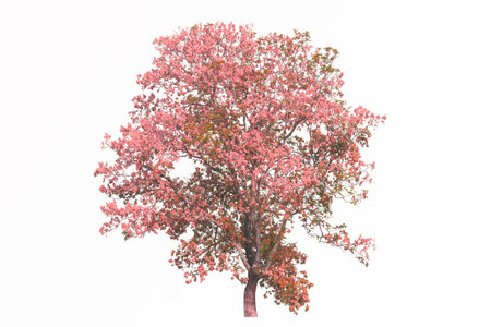 pink leaves tree isolated on white backgroundの写真素材