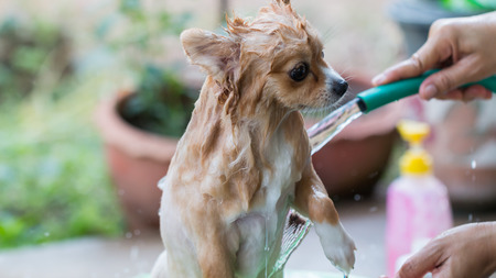 Washing on pomeranian dog having a shampoo bathの写真素材
