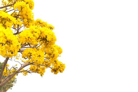 flower of Golden Tree or Tallow Pui isolated on white backgroundの写真素材
