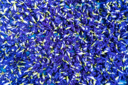 many Blue Pea Flowers backgroundの写真素材