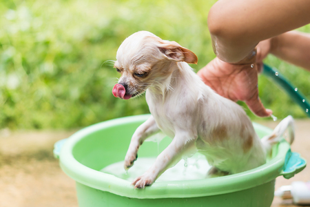 Cute Chihuahua dog taking a bath in  basinの写真素材