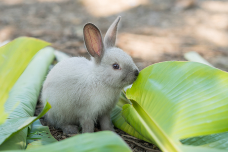 Rabbit eating leaves in the gardenの写真素材