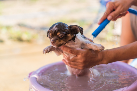 Cute Chihuahua dog taking a bath in  basinの写真素材