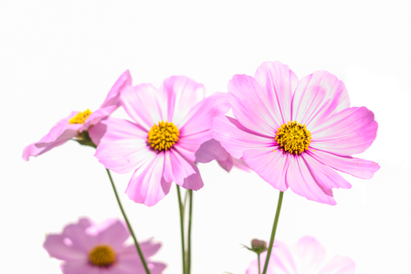 cosmos flower on white backgroundの写真素材