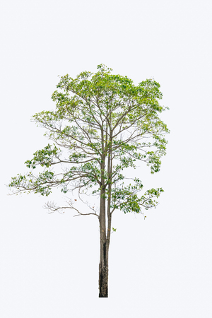 isolated tree on white backgroundの写真素材