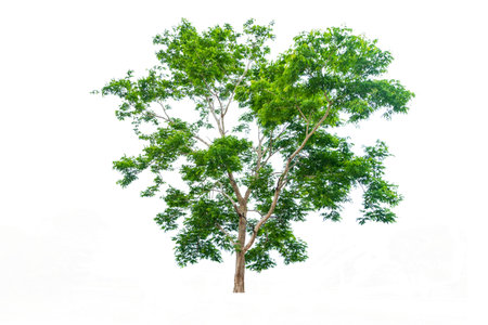 Tree isolated on white background