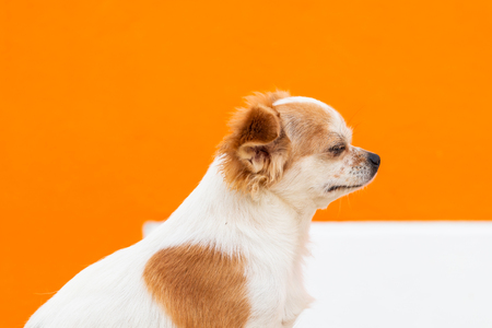 Adorable chihuahua dogs sad and sitting down on floorの写真素材