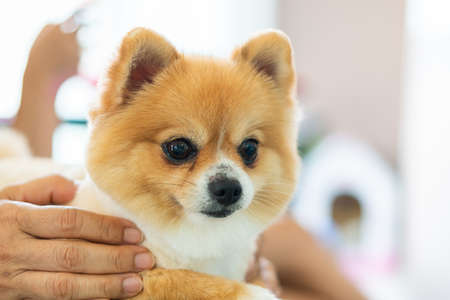 man holding hugging and care Pomeranian dog at pet hospitalの写真素材
