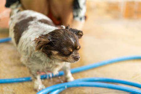 A girl bathes her cute little dog outside the houseの写真素材
