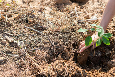 The hand of the farmer are planting the seedlings into the soilの写真素材