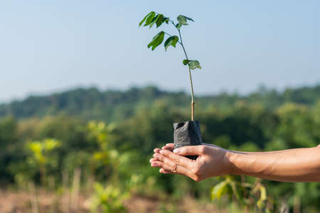 Human hands holding a sprout young plant.environment Earth Dayの写真素材