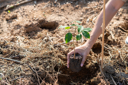 The hand of the farmer are planting the seedlings into the soilの写真素材