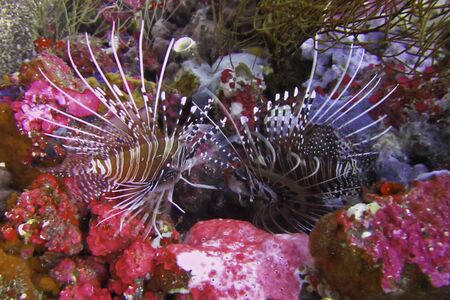 pictures of wild animals under the sea, Indonesia の写真素材