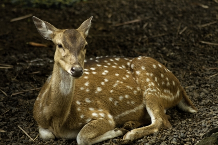 A photo of wild Indian Spotted Deer in the zoo.の写真素材