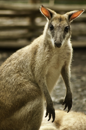 Close up portrait of australian wallaby.の写真素材