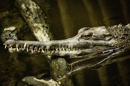 False Gharial crocodile resting on banks, Indonesia.の写真素材