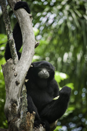 portrait of siamang was sitting on the tree.