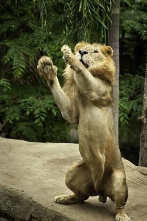Male lions was playing on a large rock.の写真素材