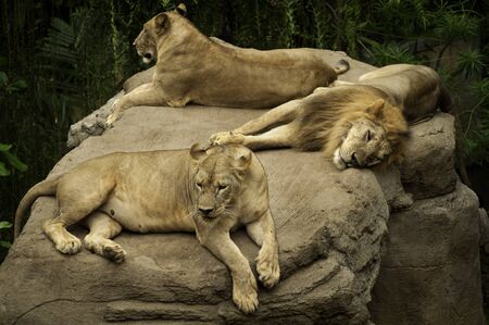 pair of lions was playing on a large rock の写真素材