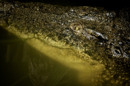 Portrait of a nile crocodile  Crocodylus niloticus  in water の写真素材
