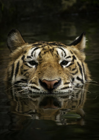 A photo of wild Bengal tigers at the zoo の写真素材