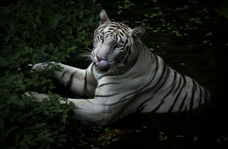 White Bengal Tiger playing in the grass and soak in the pool の写真素材