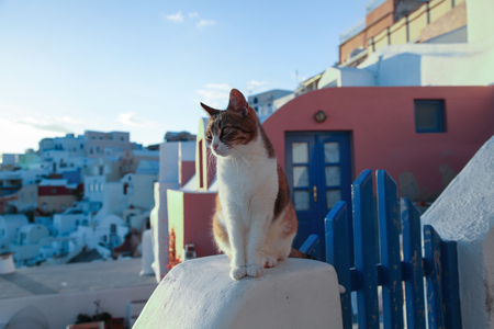 Cat sitting this morning on the wall. Greece, Santoriniの写真素材