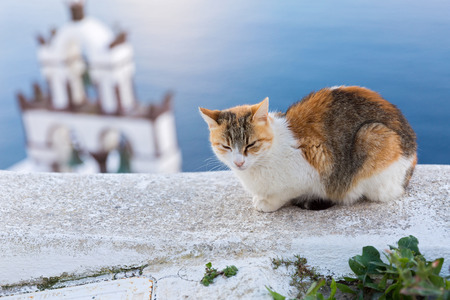 Greece, Santorini. Red cat is sleeping on the wall near the sea.の写真素材