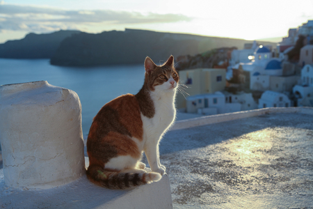 Greece, Santorini. Red cat sitting on the wall near the sea.の写真素材
