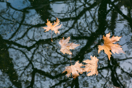 Autumn puddle with dry leaves and a reflection