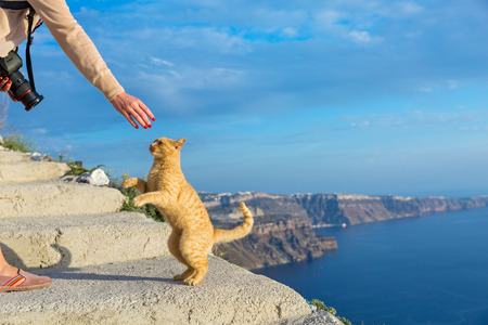 Cat posing to the photographer standing on a rock above the seaの写真素材