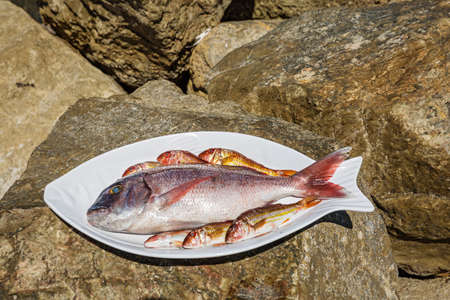 Raw fish on a plate standing on the stone.の写真素材