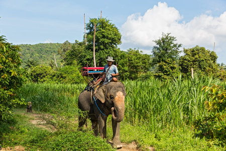 Man rides on a working elephant on the fieldのeditorial素材