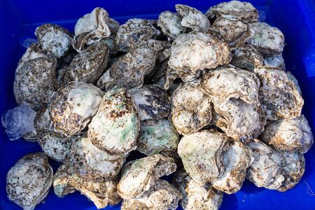 large pile of oyster shells on a blue backgroundの写真素材